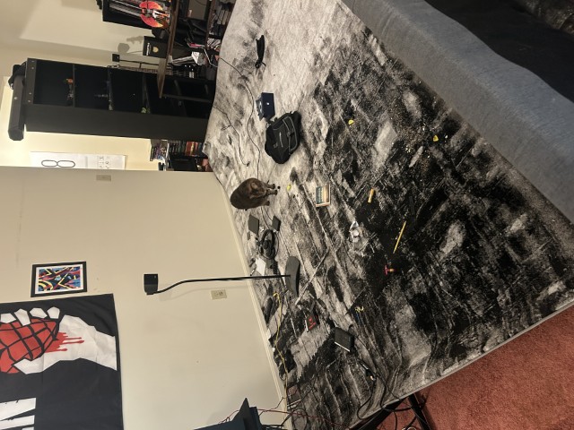 Image of Cupcake walking aorund an empty rug with random things strewn about.